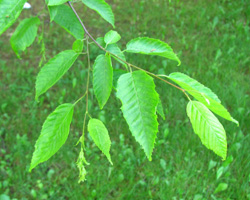 Blue Beech Carpinus caroliniana Cranmer Earth Design Planting Plant Native Trees of Ontario Canada Tree for full part sun shade wet dry clay sand soil small flower blossom identification identify id fast growing grow feet top ten shallow tap root indigenous list demensions seed pod tolerant choices type climate Aurora Belleville Bowmanville Bracebridge  Brampton Brantford Burlington Cambridge Chatham Flamborough Fort Erie Forest Grandbend Georgetown Guelph Hamilton Hamilton Ingersoll Kitchener Leamington London Markham Milton Mississauga North York Oakville, Orangeville, Pelee Island Point Pelee Point Edward Richmond Hill Ridgetown Sarnia Simcoe St Thomas Toronto Stratford Wallaceburg Waterloo Windsor