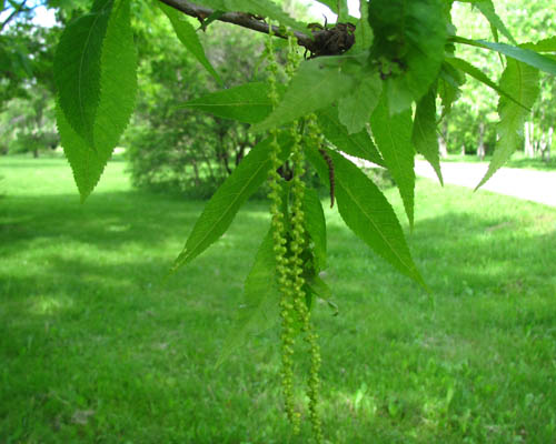 Bitternut Hickory Carya cordiformis Cranmer Earth Design Planting Plant Native Trees of Ontario Canada Tree for full part sun shade wet dry clay sand soil small flower blossom identification identify id fast growing grow feet top ten shallow tap root indigenous list demensions seed pod tolerant choices type climate Aurora Belleville Bowmanville Bracebridge  Brampton Brantford Burlington Cambridge Chatham Flamborough Fort Erie Forest Grandbend Georgetown Guelph Hamilton Hamilton Ingersoll Kitchener Leamington London Markham Milton Mississauga North York Oakville, Orangeville, Pelee Island Point Pelee Point Edward Richmond Hill Ridgetown Sarnia Simcoe St Thomas Toronto Stratford Wallaceburg Waterloo Windsor