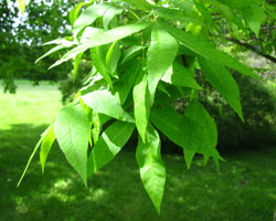 Bitternut Hickory Carya cordiformis Cranmer Earth Design Planting Plant Native Trees of Ontario Canada Tree for full part sun shade wet dry clay sand soil small flower blossom identification identify id fast growing grow feet top ten shallow tap root indigenous list demensions seed pod tolerant choices type climate Aurora Belleville Bowmanville Bracebridge  Brampton Brantford Burlington Cambridge Chatham Flamborough Fort Erie Forest Grandbend Georgetown Guelph Hamilton Hamilton Ingersoll Kitchener Leamington London Markham Milton Mississauga North York Oakville, Orangeville, Pelee Island Point Pelee Point Edward Richmond Hill Ridgetown Sarnia Simcoe St Thomas Toronto Stratford Wallaceburg Waterloo Windsor