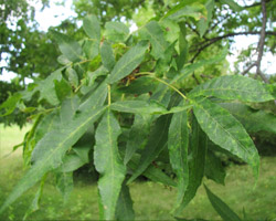 Bitternut Hickory Carya cordiformis Cranmer Earth Design Planting Plant Native Trees of Ontario Canada Tree for full part sun shade wet dry clay sand soil small flower blossom identification identify id fast growing grow feet top ten shallow tap root indigenous list demensions seed pod tolerant choices type climate Aurora Belleville Bowmanville Bracebridge  Brampton Brantford Burlington Cambridge Chatham Flamborough Fort Erie Forest Grandbend Georgetown Guelph Hamilton Hamilton Ingersoll Kitchener Leamington London Markham Milton Mississauga North York Oakville, Orangeville, Pelee Island Point Pelee Point Edward Richmond Hill Ridgetown Sarnia Simcoe St Thomas Toronto Stratford Wallaceburg Waterloo Windsor