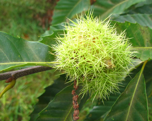 Chestnut Castanea dentata Cranmer Earth Design Planting Plant Native Trees of Ontario Canada Tree for full part sun shade wet dry clay sand soil small flower blossom identification identify id fast growing grow feet top ten shallow tap root indigenous list demensions seed pod tolerant choices type climate Aurora Belleville Bowmanville Bracebridge  Brampton Brantford Burlington Cambridge Chatham Flamborough Fort Erie Forest Grandbend Georgetown Guelph Hamilton Hamilton Ingersoll Kitchener Leamington London Markham Milton Mississauga North York Oakville, Orangeville, Pelee Island Point Pelee Point Edward Richmond Hill Ridgetown Sarnia Simcoe St Thomas Toronto Stratford Wallaceburg Waterloo Windsor