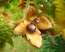 Chestnut Castanea dentata Cranmer Earth Design Planting Plant Native Trees of Ontario Canada Tree for full part sun shade wet dry clay sand soil small flower blossom identification identify id fast growing grow feet top ten shallow tap root indigenous list demensions seed pod tolerant choices type climate Aurora Belleville Bowmanville Bracebridge  Brampton Brantford Burlington Cambridge Chatham Flamborough Fort Erie Forest Grandbend Georgetown Guelph Hamilton Hamilton Ingersoll Kitchener Leamington London Markham Milton Mississauga North York Oakville, Orangeville, Pelee Island Point Pelee Point Edward Richmond Hill Ridgetown Sarnia Simcoe St Thomas Toronto Stratford Wallaceburg Waterloo Windsor