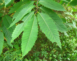 Chestnut Castanea dentata Cranmer Earth Design Planting Plant Native Trees of Ontario Canada Tree for full part sun shade wet dry clay sand soil small flower blossom identification identify id fast growing grow feet top ten shallow tap root indigenous list demensions seed pod tolerant choices type climate Aurora Belleville Bowmanville Bracebridge  Brampton Brantford Burlington Cambridge Chatham Flamborough Fort Erie Forest Grandbend Georgetown Guelph Hamilton Hamilton Ingersoll Kitchener Leamington London Markham Milton Mississauga North York Oakville, Orangeville, Pelee Island Point Pelee Point Edward Richmond Hill Ridgetown Sarnia Simcoe St Thomas Toronto Stratford Wallaceburg Waterloo Windsor