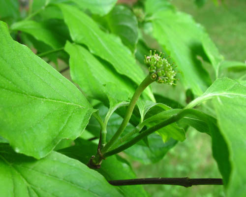 Eastern Flowering Dogwood Cornus florida Cranmer Earth Design Planting Plant Native Trees of Ontario Canada Tree for full part sun shade wet dry clay sand soil small flower blossom identification identify id fast growing grow feet top ten shallow tap root indigenous list demensions seed pod tolerant choices type climate Aurora Belleville Bowmanville Bracebridge  Brampton Brantford Burlington Cambridge Chatham Flamborough Fort Erie Forest Grandbend Georgetown Guelph Hamilton Hamilton Ingersoll Kitchener Leamington London Markham Milton Mississauga North York Oakville, Orangeville, Pelee Island Point Pelee Point Edward Richmond Hill Ridgetown Sarnia Simcoe St Thomas Toronto Stratford Wallaceburg Waterloo Windsor