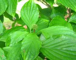 Eastern Flowering Dogwood Cornus florida Cranmer Earth Design Planting Plant Native Trees of Ontario Canada Tree for full part sun shade wet dry clay sand soil small flower blossom identification identify id fast growing grow feet top ten shallow tap root indigenous list demensions seed pod tolerant choices type climate Aurora Belleville Bowmanville Bracebridge  Brampton Brantford Burlington Cambridge Chatham Flamborough Fort Erie Forest Grandbend Georgetown Guelph Hamilton Hamilton Ingersoll Kitchener Leamington London Markham Milton Mississauga North York Oakville, Orangeville, Pelee Island Point Pelee Point Edward Richmond Hill Ridgetown Sarnia Simcoe St Thomas Toronto Stratford Wallaceburg Waterloo Windsor