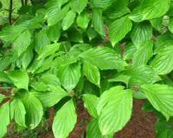 Eastern Flowering Dogwood Cornus florida Cranmer Earth Design Planting Plant Native Trees of Ontario Canada Tree for full part sun shade wet dry clay sand soil small flower blossom identification identify id fast growing grow feet top ten shallow tap root indigenous list demensions seed pod tolerant choices type climate Aurora Belleville Bowmanville Bracebridge  Brampton Brantford Burlington Cambridge Chatham Flamborough Fort Erie Forest Grandbend Georgetown Guelph Hamilton Hamilton Ingersoll Kitchener Leamington London Markham Milton Mississauga North York Oakville, Orangeville, Pelee Island Point Pelee Point Edward Richmond Hill Ridgetown Sarnia Simcoe St Thomas Toronto Stratford Wallaceburg Waterloo Windsor