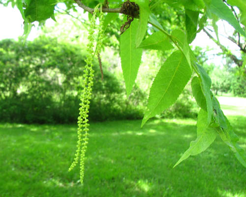 Pignut Hickory Carya glabra Cranmer Earth Design Planting Plant Native Trees of Ontario Canada Tree for full part sun shade wet dry clay sand soil small flower blossom identification identify id fast growing grow feet top ten shallow tap root indigenous list demensions seed pod tolerant choices type climate Aurora Belleville Bowmanville Bracebridge  Brampton Brantford Burlington Cambridge Chatham Flamborough Fort Erie Forest Grandbend Georgetown Guelph Hamilton Hamilton Ingersoll Kitchener Leamington London Markham Milton Mississauga North York Oakville, Orangeville, Pelee Island Point Pelee Point Edward Richmond Hill Ridgetown Sarnia Simcoe St Thomas Toronto Stratford Wallaceburg Waterloo Windsor