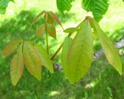 Pignut Hickory Carya glabra Cranmer Earth Design Planting Plant Native Trees of Ontario Canada Tree for full part sun shade wet dry clay sand soil small flower blossom identification identify id fast growing grow feet top ten shallow tap root indigenous list demensions seed pod tolerant choices type climate Aurora Belleville Bowmanville Bracebridge  Brampton Brantford Burlington Cambridge Chatham Flamborough Fort Erie Forest Grandbend Georgetown Guelph Hamilton Hamilton Ingersoll Kitchener Leamington London Markham Milton Mississauga North York Oakville, Orangeville, Pelee Island Point Pelee Point Edward Richmond Hill Ridgetown Sarnia Simcoe St Thomas Toronto Stratford Wallaceburg Waterloo Windsor