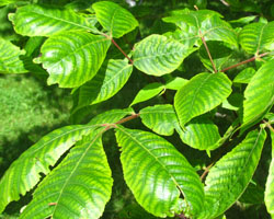 Pignut Hickory Carya glabra Cranmer Earth Design Planting Plant Native Trees of Ontario Canada Tree for full part sun shade wet dry clay sand soil small flower blossom identification identify id fast growing grow feet top ten shallow tap root indigenous list demensions seed pod tolerant choices type climate Aurora Belleville Bowmanville Bracebridge  Brampton Brantford Burlington Cambridge Chatham Flamborough Fort Erie Forest Grandbend Georgetown Guelph Hamilton Hamilton Ingersoll Kitchener Leamington London Markham Milton Mississauga North York Oakville, Orangeville, Pelee Island Point Pelee Point Edward Richmond Hill Ridgetown Sarnia Simcoe St Thomas Toronto Stratford Wallaceburg Waterloo Windsor