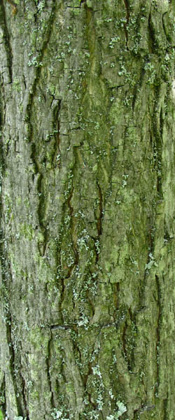 Pignut Hickory Carya glabra Cranmer Earth Design Planting Plant Native Trees of Ontario Canada Tree for full part sun shade wet dry clay sand soil small flower blossom identification identify id fast growing grow feet top ten shallow tap root indigenous list demensions seed pod tolerant choices type climate Aurora Belleville Bowmanville Bracebridge  Brampton Brantford Burlington Cambridge Chatham Flamborough Fort Erie Forest Grandbend Georgetown Guelph Hamilton Hamilton Ingersoll Kitchener Leamington London Markham Milton Mississauga North York Oakville, Orangeville, Pelee Island Point Pelee Point Edward Richmond Hill Ridgetown Sarnia Simcoe St Thomas Toronto Stratford Wallaceburg Waterloo Windsor