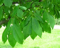 Big Shellbark Hickory Carya laciniosa Cranmer Earth Design Planting Plant Native Trees of Ontario Canada Tree for full part sun shade wet dry clay sand soil small flower blossom identification identify id fast growing grow feet top ten shallow tap root indigenous list demensions seed pod tolerant choices type climate Aurora Belleville Bowmanville Bracebridge  Brampton Brantford Burlington Cambridge Chatham Flamborough Fort Erie Forest Grandbend Georgetown Guelph Hamilton Hamilton Ingersoll Kitchener Leamington London Markham Milton Mississauga North York Oakville, Orangeville, Pelee Island Point Pelee Point Edward Richmond Hill Ridgetown Sarnia Simcoe St Thomas Toronto Stratford Wallaceburg Waterloo Windsor