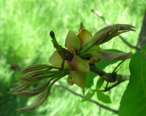 Shagbark Hickory Carya ovata Cranmer Earth Design Planting Plant Native Trees of Ontario Canada Tree for full part sun shade wet dry clay sand soil small flower blossom identification identify id fast growing grow feet top ten shallow tap root indigenous list demensions seed pod tolerant choices type climate Aurora Belleville Bowmanville Bracebridge  Brampton Brantford Burlington Cambridge Chatham Flamborough Fort Erie Forest Grandbend Georgetown Guelph Hamilton Hamilton Ingersoll Kitchener Leamington London Markham Milton Mississauga North York Oakville, Orangeville, Pelee Island Point Pelee Point Edward Richmond Hill Ridgetown Sarnia Simcoe St Thomas Toronto Stratford Wallaceburg Waterloo Windsor