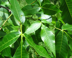 Shagbark Hickory Carya ovata Cranmer Earth Design Planting Plant Native Trees of Ontario Canada Tree for full part sun shade wet dry clay sand soil small flower blossom identification identify id fast growing grow feet top ten shallow tap root indigenous list demensions seed pod tolerant choices type climate Aurora Belleville Bowmanville Bracebridge  Brampton Brantford Burlington Cambridge Chatham Flamborough Fort Erie Forest Grandbend Georgetown Guelph Hamilton Hamilton Ingersoll Kitchener Leamington London Markham Milton Mississauga North York Oakville, Orangeville, Pelee Island Point Pelee Point Edward Richmond Hill Ridgetown Sarnia Simcoe St Thomas Toronto Stratford Wallaceburg Waterloo Windsor