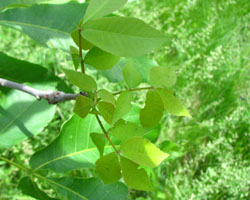 Shagbark Hickory Carya ovata Cranmer Earth Design Planting Plant Native Trees of Ontario Canada Tree for full part sun shade wet dry clay sand soil small flower blossom identification identify id fast growing grow feet top ten shallow tap root indigenous list demensions seed pod tolerant choices type climate Aurora Belleville Bowmanville Bracebridge  Brampton Brantford Burlington Cambridge Chatham Flamborough Fort Erie Forest Grandbend Georgetown Guelph Hamilton Hamilton Ingersoll Kitchener Leamington London Markham Milton Mississauga North York Oakville, Orangeville, Pelee Island Point Pelee Point Edward Richmond Hill Ridgetown Sarnia Simcoe St Thomas Toronto Stratford Wallaceburg Waterloo Windsor