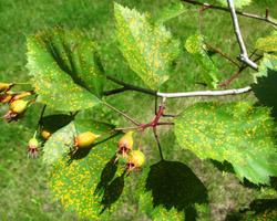 Scarlet Hawthorn Crataegus pedicellata Cranmer Earth Design Planting Plant Native Trees of Ontario Canada Tree for full part sun shade wet dry clay sand soil small flower blossom identification identify id fast growing grow feet top ten shallow tap root indigenous list demensions seed pod tolerant choices type climate Aurora Belleville Bowmanville Bracebridge  Brampton Brantford Burlington Cambridge Chatham Flamborough Fort Erie Forest Grandbend Georgetown Guelph Hamilton Hamilton Ingersoll Kitchener Leamington London Markham Milton Mississauga North York Oakville, Orangeville, Pelee Island Point Pelee Point Edward Richmond Hill Ridgetown Sarnia Simcoe St Thomas Toronto Stratford Wallaceburg Waterloo Windsor