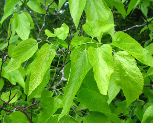 Celtis occidentalis Cranmer Earth Design Planting Plant Native Trees of Ontario Canada Tree for full part sun shade wet dry clay sand soil small flower blossom identification identify id fast growing grow feet top ten shallow tap root indigenous list demensions seed pod tolerant choices type climate Aurora Belleville Bowmanville Bracebridge  Brampton Brantford Burlington Cambridge Chatham Flamborough Fort Erie Forest Grandbend Georgetown Guelph Hamilton Hamilton Ingersoll Kitchener Leamington London Markham Milton Mississauga North York Oakville, Orangeville, Pelee Island Point Pelee Point Edward Richmond Hill Ridgetown Sarnia Simcoe St Thomas Toronto Stratford Wallaceburg Waterloo Windsor