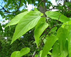 Celtis occidentalis Cranmer Earth Design Planting Plant Native Trees of Ontario Canada Tree for full part sun shade wet dry clay sand soil small flower blossom identification identify id fast growing grow feet top ten shallow tap root indigenous list demensions seed pod tolerant choices type climate Aurora Belleville Bowmanville Bracebridge  Brampton Brantford Burlington Cambridge Chatham Flamborough Fort Erie Forest Grandbend Georgetown Guelph Hamilton Hamilton Ingersoll Kitchener Leamington London Markham Milton Mississauga North York Oakville, Orangeville, Pelee Island Point Pelee Point Edward Richmond Hill Ridgetown Sarnia Simcoe St Thomas Toronto Stratford Wallaceburg Waterloo Windsor