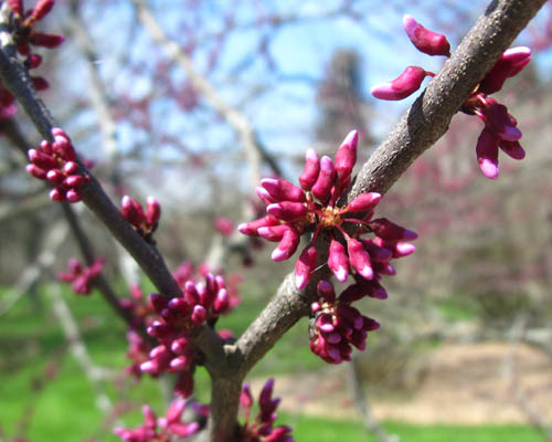 Cercis occidentalis Cranmer Earth Design Planting Plant Native Trees of Ontario Canada Tree for full part sun shade wet dry clay sand soil small flower blossom identification identify id fast growing grow feet top ten shallow tap root indigenous list demensions seed pod tolerant choices type climate Aurora Belleville Bowmanville Bracebridge  Brampton Brantford Burlington Cambridge Chatham Flamborough Fort Erie Forest Grandbend Georgetown Guelph Hamilton Hamilton Ingersoll Kitchener Leamington London Markham Milton Mississauga North York Oakville, Orangeville, Pelee Island Point Pelee Point Edward Richmond Hill Ridgetown Sarnia Simcoe St Thomas Toronto Stratford Wallaceburg Waterloo Windsor