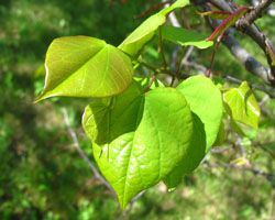 Cercis occidentalis Cranmer Earth Design Planting Plant Native Trees of Ontario Canada Tree for full part sun shade wet dry clay sand soil small flower blossom identification identify id fast growing grow feet top ten shallow tap root indigenous list demensions seed pod tolerant choices type climate Aurora Belleville Bowmanville Bracebridge  Brampton Brantford Burlington Cambridge Chatham Flamborough Fort Erie Forest Grandbend Georgetown Guelph Hamilton Hamilton Ingersoll Kitchener Leamington London Markham Milton Mississauga North York Oakville, Orangeville, Pelee Island Point Pelee Point Edward Richmond Hill Ridgetown Sarnia Simcoe St Thomas Toronto Stratford Wallaceburg Waterloo Windsor