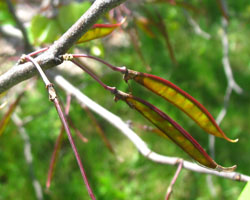 Cercis occidentalis Cranmer Earth Design Planting Plant Native Trees of Ontario Canada Tree for full part sun shade wet dry clay sand soil small flower blossom identification identify id fast growing grow feet top ten shallow tap root indigenous list demensions seed pod tolerant choices type climate Aurora Belleville Bowmanville Bracebridge  Brampton Brantford Burlington Cambridge Chatham Flamborough Fort Erie Forest Grandbend Georgetown Guelph Hamilton Hamilton Ingersoll Kitchener Leamington London Markham Milton Mississauga North York Oakville, Orangeville, Pelee Island Point Pelee Point Edward Richmond Hill Ridgetown Sarnia Simcoe St Thomas Toronto Stratford Wallaceburg Waterloo Windsor