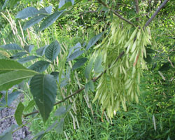 White Ash Fraxinus americana Cranmer Earth Design Planting Plant Native Trees of Ontario Canada Tree for full part sun shade wet dry clay sand soil small flower blossom identification identify id fast growing grow feet top ten shallow tap root indigenous list demensions seed pod tolerant choices type climate Aurora Belleville Bowmanville Bracebridge  Brampton Brantford Burlington Cambridge Chatham Flamborough Fort Erie Forest Grandbend Georgetown Guelph Hamilton Hamilton Ingersoll Kitchener Leamington London Markham Milton Mississauga North York Oakville, Orangeville, Pelee Island Point Pelee Point Edward Richmond Hill Ridgetown Sarnia Simcoe St Thomas Toronto Stratford Wallaceburg Waterloo Windsor