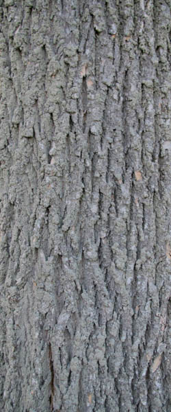 White Ash Fraxinus americana Cranmer Earth Design Planting Plant Native Trees of Ontario Canada Tree for full part sun shade wet dry clay sand soil small flower blossom identification identify id fast growing grow feet top ten shallow tap root indigenous list demensions seed pod tolerant choices type climate Aurora Belleville Bowmanville Bracebridge  Brampton Brantford Burlington Cambridge Chatham Flamborough Fort Erie Forest Grandbend Georgetown Guelph Hamilton Hamilton Ingersoll Kitchener Leamington London Markham Milton Mississauga North York Oakville, Orangeville, Pelee Island Point Pelee Point Edward Richmond Hill Ridgetown Sarnia Simcoe St Thomas Toronto Stratford Wallaceburg Waterloo Windsor