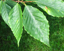 American Beech Fagus grandifolia Cranmer Earth Design Planting Plant Native Trees of Ontario Canada Tree for full part sun shade wet dry clay sand soil small flower blossom identification identify id fast growing grow feet top ten shallow tap root indigenous list demensions seed pod tolerant choices type climate Aurora Belleville Bowmanville Bracebridge  Brampton Brantford Burlington Cambridge Chatham Flamborough Fort Erie Forest Grandbend Georgetown Guelph Hamilton Hamilton Ingersoll Kitchener Leamington London Markham Milton Mississauga North York Oakville, Orangeville, Pelee Island Point Pelee Point Edward Richmond Hill Ridgetown Sarnia Simcoe St Thomas Toronto Stratford Wallaceburg Waterloo Windsor