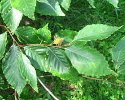 American Beech Fagus grandifolia Cranmer Earth Design Planting Plant Native Trees of Ontario Canada Tree for full part sun shade wet dry clay sand soil small flower blossom identification identify id fast growing grow feet top ten shallow tap root indigenous list demensions seed pod tolerant choices type climate Aurora Belleville Bowmanville Bracebridge  Brampton Brantford Burlington Cambridge Chatham Flamborough Fort Erie Forest Grandbend Georgetown Guelph Hamilton Hamilton Ingersoll Kitchener Leamington London Markham Milton Mississauga North York Oakville, Orangeville, Pelee Island Point Pelee Point Edward Richmond Hill Ridgetown Sarnia Simcoe St Thomas Toronto Stratford Wallaceburg Waterloo Windsor