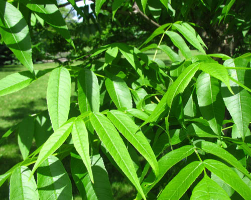 Black Ash Fraxinus nigra Cranmer Earth Design Planting Plant Native Trees of Ontario Canada Tree for full part sun shade wet dry clay sand soil small flower blossom identification identify id fast growing grow feet top ten shallow tap root indigenous list demensions seed pod tolerant choices type climate Aurora Belleville Bowmanville Bracebridge  Brampton Brantford Burlington Cambridge Chatham Flamborough Fort Erie Forest Grandbend Georgetown Guelph Hamilton Hamilton Ingersoll Kitchener Leamington London Markham Milton Mississauga North York Oakville, Orangeville, Pelee Island Point Pelee Point Edward Richmond Hill Ridgetown Sarnia Simcoe St Thomas Toronto Stratford Wallaceburg Waterloo Windsor