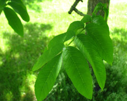 Black Ash Fraxinus nigra Cranmer Earth Design Planting Plant Native Trees of Ontario Canada Tree for full part sun shade wet dry clay sand soil small flower blossom identification identify id fast growing grow feet top ten shallow tap root indigenous list demensions seed pod tolerant choices type climate Aurora Belleville Bowmanville Bracebridge  Brampton Brantford Burlington Cambridge Chatham Flamborough Fort Erie Forest Grandbend Georgetown Guelph Hamilton Hamilton Ingersoll Kitchener Leamington London Markham Milton Mississauga North York Oakville, Orangeville, Pelee Island Point Pelee Point Edward Richmond Hill Ridgetown Sarnia Simcoe St Thomas Toronto Stratford Wallaceburg Waterloo Windsor