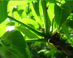 Black Ash Fraxinus nigra Cranmer Earth Design Planting Plant Native Trees of Ontario Canada Tree for full part sun shade wet dry clay sand soil small flower blossom identification identify id fast growing grow feet top ten shallow tap root indigenous list demensions seed pod tolerant choices type climate Aurora Belleville Bowmanville Bracebridge  Brampton Brantford Burlington Cambridge Chatham Flamborough Fort Erie Forest Grandbend Georgetown Guelph Hamilton Hamilton Ingersoll Kitchener Leamington London Markham Milton Mississauga North York Oakville, Orangeville, Pelee Island Point Pelee Point Edward Richmond Hill Ridgetown Sarnia Simcoe St Thomas Toronto Stratford Wallaceburg Waterloo Windsor