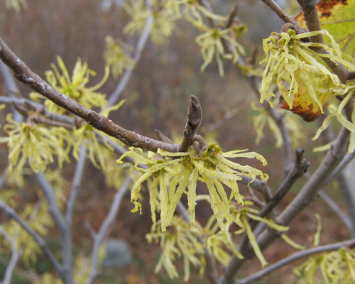 Witch Hazel Hamamelis virginiana Cranmer Earth Design Planting Plant Native Trees of Ontario Canada Tree for full part sun shade wet dry clay sand soil small flower blossom identification identify id fast growing grow feet top ten shallow tap root indigenous list demensions seed pod tolerant choices type climate Aurora Belleville Bowmanville Bracebridge  Brampton Brantford Burlington Cambridge Chatham Flamborough Fort Erie Forest Grandbend Georgetown Guelph Hamilton Hamilton Ingersoll Kitchener Leamington London Markham Milton Mississauga North York Oakville, Orangeville, Pelee Island Point Pelee Point Edward Richmond Hill Ridgetown Sarnia Simcoe St Thomas Toronto Stratford Wallaceburg Waterloo Windsor