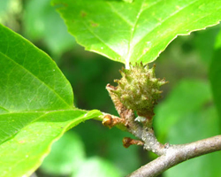 Witch Hazel Hamamelis virginiana Cranmer Earth Design Planting Plant Native Trees of Ontario Canada Tree for full part sun shade wet dry clay sand soil small flower blossom identification identify id fast growing grow feet top ten shallow tap root indigenous list demensions seed pod tolerant choices type climate Aurora Belleville Bowmanville Bracebridge  Brampton Brantford Burlington Cambridge Chatham Flamborough Fort Erie Forest Grandbend Georgetown Guelph Hamilton Hamilton Ingersoll Kitchener Leamington London Markham Milton Mississauga North York Oakville, Orangeville, Pelee Island Point Pelee Point Edward Richmond Hill Ridgetown Sarnia Simcoe St Thomas Toronto Stratford Wallaceburg Waterloo Windsor