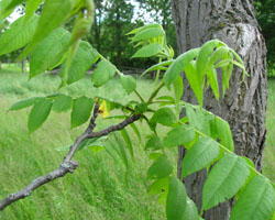 Butternut Juglans cinerea Cranmer Earth Design Planting Plant Native Trees of Ontario Canada Tree for full part sun shade wet dry clay sand soil small flower blossom identification identify id fast growing grow feet top ten shallow tap root indigenous list demensions seed pod tolerant choices type climate Aurora Belleville Bowmanville Bracebridge  Brampton Brantford Burlington Cambridge Chatham Flamborough Fort Erie Forest Grandbend Georgetown Guelph Hamilton Hamilton Ingersoll Kitchener Leamington London Markham Milton Mississauga North York Oakville, Orangeville, Pelee Island Point Pelee Point Edward Richmond Hill Ridgetown Sarnia Simcoe St Thomas Toronto Stratford Wallaceburg Waterloo Windsor