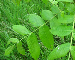 Butternut Juglans cinerea Cranmer Earth Design Planting Plant Native Trees of Ontario Canada Tree for full part sun shade wet dry clay sand soil small flower blossom identification identify id fast growing grow feet top ten shallow tap root indigenous list demensions seed pod tolerant choices type climate Aurora Belleville Bowmanville Bracebridge  Brampton Brantford Burlington Cambridge Chatham Flamborough Fort Erie Forest Grandbend Georgetown Guelph Hamilton Hamilton Ingersoll Kitchener Leamington London Markham Milton Mississauga North York Oakville, Orangeville, Pelee Island Point Pelee Point Edward Richmond Hill Ridgetown Sarnia Simcoe St Thomas Toronto Stratford Wallaceburg Waterloo Windsor