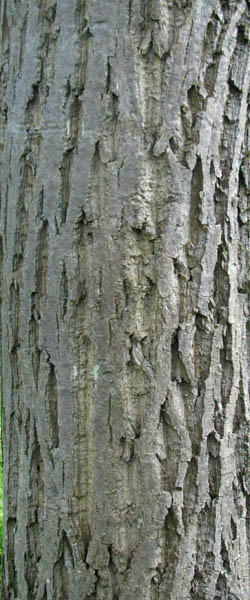 Butternut Juglans cinerea Cranmer Earth Design Planting Plant Native Trees of Ontario Canada Tree for full part sun shade wet dry clay sand soil small flower blossom identification identify id fast growing grow feet top ten shallow tap root indigenous list demensions seed pod tolerant choices type climate Aurora Belleville Bowmanville Bracebridge  Brampton Brantford Burlington Cambridge Chatham Flamborough Fort Erie Forest Grandbend Georgetown Guelph Hamilton Hamilton Ingersoll Kitchener Leamington London Markham Milton Mississauga North York Oakville, Orangeville, Pelee Island Point Pelee Point Edward Richmond Hill Ridgetown Sarnia Simcoe St Thomas Toronto Stratford Wallaceburg Waterloo Windsor