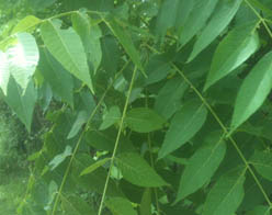 Black Walnut Juglans nigra Cranmer Earth Design Planting Plant Native Trees of Ontario Canada Tree for full part sun shade wet dry clay sand soil small flower blossom identification identify id fast growing grow feet top ten shallow tap root indigenous list demensions seed pod tolerant choices type climate Aurora Belleville Bowmanville Bracebridge  Brampton Brantford Burlington Cambridge Chatham Flamborough Fort Erie Forest Grandbend Georgetown Guelph Hamilton Hamilton Ingersoll Kitchener Leamington London Markham Milton Mississauga North York Oakville, Orangeville, Pelee Island Point Pelee Point Edward Richmond Hill Ridgetown Sarnia Simcoe St Thomas Toronto Stratford Wallaceburg Waterloo Windsor