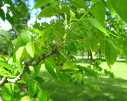 Black Walnut Juglans nigra Cranmer Earth Design Planting Plant Native Trees of Ontario Canada Tree for full part sun shade wet dry clay sand soil small flower blossom identification identify id fast growing grow feet top ten shallow tap root indigenous list demensions seed pod tolerant choices type climate Aurora Belleville Bowmanville Bracebridge  Brampton Brantford Burlington Cambridge Chatham Flamborough Fort Erie Forest Grandbend Georgetown Guelph Hamilton Hamilton Ingersoll Kitchener Leamington London Markham Milton Mississauga North York Oakville, Orangeville, Pelee Island Point Pelee Point Edward Richmond Hill Ridgetown Sarnia Simcoe St Thomas Toronto Stratford Wallaceburg Waterloo Windsor