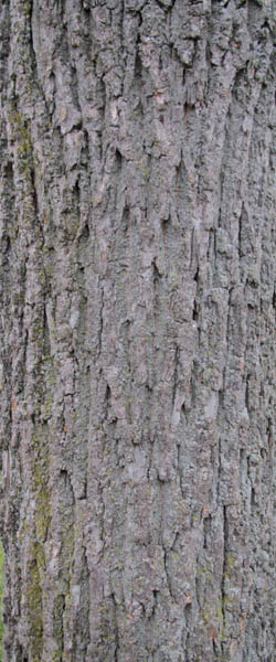 Black Walnut Juglans nigra Cranmer Earth Design Planting Plant Native Trees of Ontario Canada Tree for full part sun shade wet dry clay sand soil small flower blossom identification identify id fast growing grow feet top ten shallow tap root indigenous list demensions seed pod tolerant choices type climate Aurora Belleville Bowmanville Bracebridge  Brampton Brantford Burlington Cambridge Chatham Flamborough Fort Erie Forest Grandbend Georgetown Guelph Hamilton Hamilton Ingersoll Kitchener Leamington London Markham Milton Mississauga North York Oakville, Orangeville, Pelee Island Point Pelee Point Edward Richmond Hill Ridgetown Sarnia Simcoe St Thomas Toronto Stratford Wallaceburg Waterloo Windsor