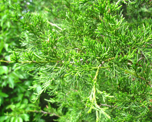 Eastern Red Cedar Juniperus virginiana Cranmer Earth Design Planting Plant Native Trees of Ontario Canada Tree for full part sun shade wet dry clay sand soil small flower blossom identification identify id fast growing grow feet top ten shallow tap root indigenous list demensions seed pod tolerant choices type climate Aurora Belleville Bowmanville Bracebridge  Brampton Brantford Burlington Cambridge Chatham Flamborough Fort Erie Forest Grandbend Georgetown Guelph Hamilton Hamilton Ingersoll Kitchener Leamington London Markham Milton Mississauga North York Oakville, Orangeville, Pelee Island Point Pelee Point Edward Richmond Hill Ridgetown Sarnia Simcoe St Thomas Toronto Stratford Wallaceburg Waterloo Windsor