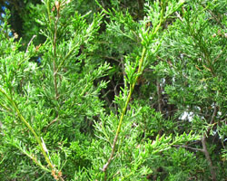 Eastern Red Cedar Juniperus virginiana Cranmer Earth Design Planting Plant Native Trees of Ontario Canada Tree for full part sun shade wet dry clay sand soil small flower blossom identification identify id fast growing grow feet top ten shallow tap root indigenous list demensions seed pod tolerant choices type climate Aurora Belleville Bowmanville Bracebridge  Brampton Brantford Burlington Cambridge Chatham Flamborough Fort Erie Forest Grandbend Georgetown Guelph Hamilton Hamilton Ingersoll Kitchener Leamington London Markham Milton Mississauga North York Oakville, Orangeville, Pelee Island Point Pelee Point Edward Richmond Hill Ridgetown Sarnia Simcoe St Thomas Toronto Stratford Wallaceburg Waterloo Windsor