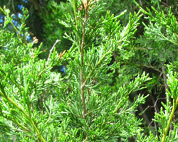 Eastern Red Cedar Juniperus virginiana Cranmer Earth Design Planting Plant Native Trees of Ontario Canada Tree for full part sun shade wet dry clay sand soil small flower blossom identification identify id fast growing grow feet top ten shallow tap root indigenous list demensions seed pod tolerant choices type climate Aurora Belleville Bowmanville Bracebridge  Brampton Brantford Burlington Cambridge Chatham Flamborough Fort Erie Forest Grandbend Georgetown Guelph Hamilton Hamilton Ingersoll Kitchener Leamington London Markham Milton Mississauga North York Oakville, Orangeville, Pelee Island Point Pelee Point Edward Richmond Hill Ridgetown Sarnia Simcoe St Thomas Toronto Stratford Wallaceburg Waterloo Windsor