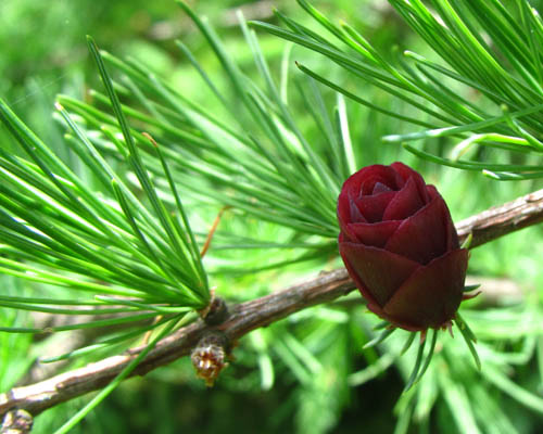 American Larch Larix laricina Cranmer Earth Design Planting Plant Native Trees of Ontario Canada Tree for full part sun shade wet dry clay sand soil small flower blossom identification identify id fast growing grow feet top ten shallow tap root indigenous list demensions seed pod tolerant choices type climate Aurora Belleville Bowmanville Bracebridge  Brampton Brantford Burlington Cambridge Chatham Flamborough Fort Erie Forest Grandbend Georgetown Guelph Hamilton Hamilton Ingersoll Kitchener Leamington London Markham Milton Mississauga North York Oakville, Orangeville, Pelee Island Point Pelee Point Edward Richmond Hill Ridgetown Sarnia Simcoe St Thomas Toronto Stratford Wallaceburg Waterloo Windsor