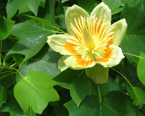 Tulip Tree Liriodendron tulipifera Cranmer Earth Design Planting Plant Native Trees of Ontario Canada Tree for full part sun shade wet dry clay sand soil small flower blossom identification identify id fast growing grow feet top ten shallow tap root indigenous list demensions seed pod tolerant choices type climate Aurora Belleville Bowmanville Bracebridge  Brampton Brantford Burlington Cambridge Chatham Flamborough Fort Erie Forest Grandbend Georgetown Guelph Hamilton Hamilton Ingersoll Kitchener Leamington London Markham Milton Mississauga North York Oakville, Orangeville, Pelee Island Point Pelee Point Edward Richmond Hill Ridgetown Sarnia Simcoe St Thomas Toronto Stratford Wallaceburg Waterloo Windsor