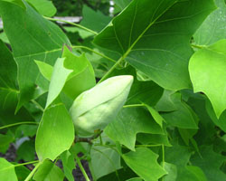 Tulip Tree Liriodendron tulipifera Cranmer Earth Design Planting Plant Native Trees of Ontario Canada Tree for full part sun shade wet dry clay sand soil small flower blossom identification identify id fast growing grow feet top ten shallow tap root indigenous list demensions seed pod tolerant choices type climate Aurora Belleville Bowmanville Bracebridge  Brampton Brantford Burlington Cambridge Chatham Flamborough Fort Erie Forest Grandbend Georgetown Guelph Hamilton Hamilton Ingersoll Kitchener Leamington London Markham Milton Mississauga North York Oakville, Orangeville, Pelee Island Point Pelee Point Edward Richmond Hill Ridgetown Sarnia Simcoe St Thomas Toronto Stratford Wallaceburg Waterloo Windsor