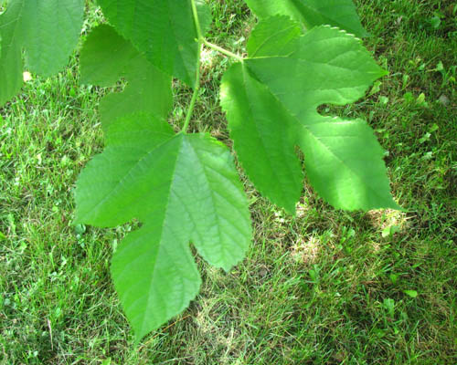 Red Mulberry  Morus rubra Cranmer Earth Design Planting Plant Native Trees of Ontario Canada Tree for full part sun shade wet dry clay sand soil small flower blossom identification identify id fast growing grow feet top ten shallow tap root indigenous list demensions seed pod tolerant choices type climate Aurora Belleville Bowmanville Bracebridge  Brampton Brantford Burlington Cambridge Chatham Flamborough Fort Erie Forest Grandbend Georgetown Guelph Hamilton Hamilton Ingersoll Kitchener Leamington London Markham Milton Mississauga North York Oakville, Orangeville, Pelee Island Point Pelee Point Edward Richmond Hill Ridgetown Sarnia Simcoe St Thomas Toronto Stratford Wallaceburg Waterloo Windsor