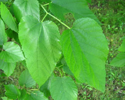 Red Mulberry  Morus rubra Cranmer Earth Design Planting Plant Native Trees of Ontario Canada Tree for full part sun shade wet dry clay sand soil small flower blossom identification identify id fast growing grow feet top ten shallow tap root indigenous list demensions seed pod tolerant choices type climate Aurora Belleville Bowmanville Bracebridge  Brampton Brantford Burlington Cambridge Chatham Flamborough Fort Erie Forest Grandbend Georgetown Guelph Hamilton Hamilton Ingersoll Kitchener Leamington London Markham Milton Mississauga North York Oakville, Orangeville, Pelee Island Point Pelee Point Edward Richmond Hill Ridgetown Sarnia Simcoe St Thomas Toronto Stratford Wallaceburg Waterloo Windsor