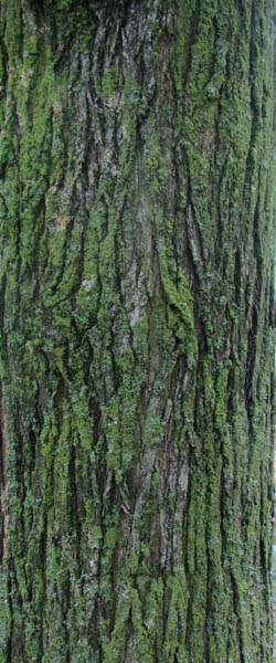 Red Mulberry  Morus rubra Cranmer Earth Design Planting Plant Native Trees of Ontario Canada Tree for full part sun shade wet dry clay sand soil small flower blossom identification identify id fast growing grow feet top ten shallow tap root indigenous list demensions seed pod tolerant choices type climate Aurora Belleville Bowmanville Bracebridge  Brampton Brantford Burlington Cambridge Chatham Flamborough Fort Erie Forest Grandbend Georgetown Guelph Hamilton Hamilton Ingersoll Kitchener Leamington London Markham Milton Mississauga North York Oakville, Orangeville, Pelee Island Point Pelee Point Edward Richmond Hill Ridgetown Sarnia Simcoe St Thomas Toronto Stratford Wallaceburg Waterloo Windsor