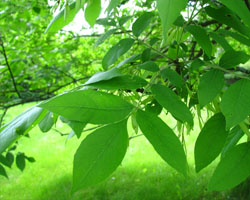 Green Ash Fraxinus pennsylvanica Cranmer Earth Design Planting Plant Native Trees of Ontario Canada Tree for full part sun shade wet dry clay sand soil small flower blossom identification identify id fast growing grow feet top ten shallow tap root indigenous list demensions seed pod tolerant choices type climate Aurora Belleville Bowmanville Bracebridge  Brampton Brantford Burlington Cambridge Chatham Flamborough Fort Erie Forest Grandbend Georgetown Guelph Hamilton Hamilton Ingersoll Kitchener Leamington London Markham Milton Mississauga North York Oakville, Orangeville, Pelee Island Point Pelee Point Edward Richmond Hill Ridgetown Sarnia Simcoe St Thomas Toronto Stratford Wallaceburg Waterloo Windsor