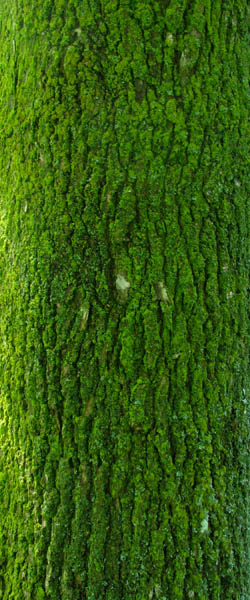 Green Ash Fraxinus pennsylvanica Cranmer Earth Design Planting Plant Native Trees of Ontario Canada Tree for full part sun shade wet dry clay sand soil small flower blossom identification identify id fast growing grow feet top ten shallow tap root indigenous list demensions seed pod tolerant choices type climate Aurora Belleville Bowmanville Bracebridge  Brampton Brantford Burlington Cambridge Chatham Flamborough Fort Erie Forest Grandbend Georgetown Guelph Hamilton Hamilton Ingersoll Kitchener Leamington London Markham Milton Mississauga North York Oakville, Orangeville, Pelee Island Point Pelee Point Edward Richmond Hill Ridgetown Sarnia Simcoe St Thomas Toronto Stratford Wallaceburg Waterloo Windsor